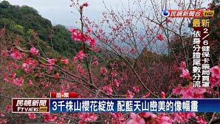 苗栗賞櫻祕境 協雲宮3千株山櫻花開六成－民視新聞