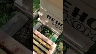 #бакфаст Про Отводки и Матководство часть 1  #пчеловодство #bee #матководство #дача