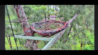 Wildlife Rescue of Dade County Eagle Nest Cam