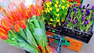 Почём в Харькове цветы накануне 8 марта. 6.03.2025
