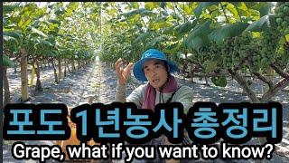 포도 제대로 알고싶다면? 포도 1년 총정리