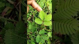 Amazing plant  @Nirajsharmat66 #trending #viral #viralvideo #shorts #shortvideo