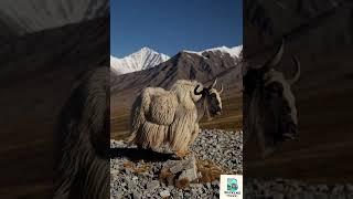 Mountain spirit #leh #mountainanimals #trend #viral