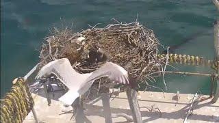 Sea Gull tries to disturb Osprey mom | Port Lincoln Osprey | Nov 7, 2024