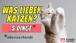 5 überraschende Dinge, die deine Katze liebt (und du wusstest es nicht) 