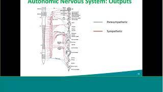 Natus EMG Webinar: Autonomic Testing Using an EMG System