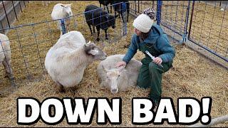 This can't be happening again... ~ another mama down, new farm help & EVERYONE is mad at me.