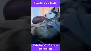 funny animals memes v26 #shorts #shortfunny