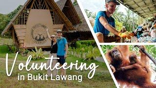 Freiwilligenarbeit Indonesien bei Project Wings: Waste Management & Orang Utans auf Sumatra