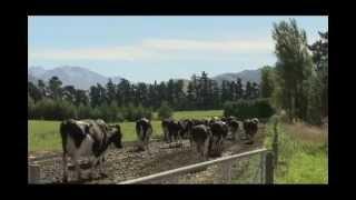 DairyNZ Healthy Hoof - Chapter 2: Lameness Scoring