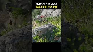 세계에서 가장 귀여운 울음소리를 가진 동물 #동물 #shorts #유머 #귀여운 #토끼