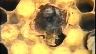 Varroa Destructor