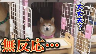 The Shiba Inu became violent and ran wild, and no longer responded to his owner's words...