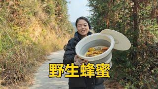 野蜜可遇不可求，三嫂跟老表上山挖得一桶老巢蜜，這回發財了【農人家三嫂】