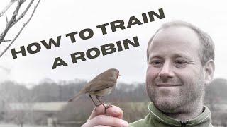 How to train a robin. My good friend Bob the robin who completely trusts me.