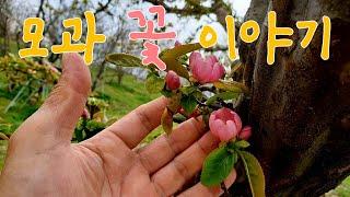 모과 꽃과 애기 모과 이야기(더 이상 예쁠수없다!)모과 나무이야기