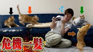 【事故】深夜テンションで暴走する猫たちが飼い主を襲い大惨事に…⁉︎