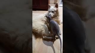 Сфинкс пристаёт к овчарке