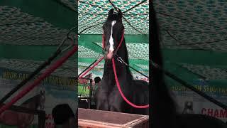 All India Champion golden rock|| horse Mandi in India || #horse #sidhumoosewala #marwari #goldenrock