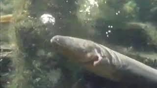 Giant Electric eel (Electrophorus electricus)