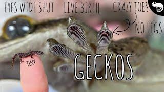 Geckos, All of the Geckos | Phylogeny of Lizards