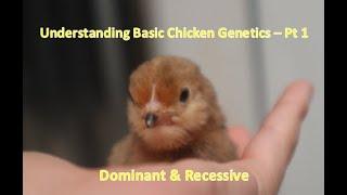 Dominant & Recessive Genetics | Basic Chicken Genetics Pt. 1