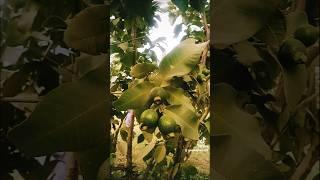 Daily routine vlog Grow Guava Tree FAST with These Pro Tips #guava #fruittree #gardening#shorts