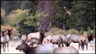 Wildlife Photography - RARE DAYLIGHT BULL ELK MATING - Rocky Mountain Park/Grand Teton/Jackson Hole