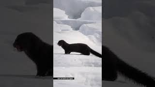 КАК ЭТО СОЗДАЁТСЯ  #cute #mountains #motivation #природа #горы #bear #wildlife #funny #nature