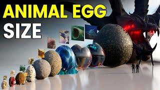 3D Eggs Size Comparison | Animal Egg Size