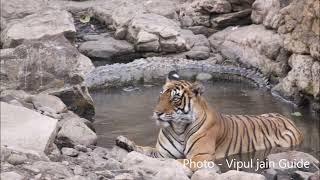 Most Rare video of Tiger V/S Crocodile in same water  @Ranthambhore National Park @tigercrocodile