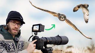 The Ultimate Guide to Shooting Wildlife Photos and Videos