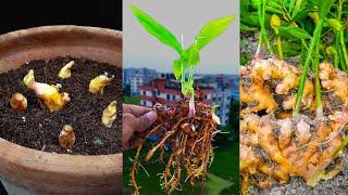 How to grow ginger easily at home, Growing ginger at home