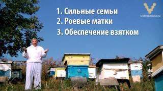 Анонс — Технология рационального пчеловодства