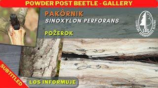 Pakôrnik | Powder post beetle (Sinoxylon perforans) - požerok | gallery