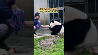 621三妹被盆盆奶骗怕了要自己抱着喝才保险哈哈哈大熊猫奇三妹大熊猫重庆动物园