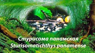 Стурисома панамская / Sturisomatichthys panamense