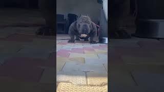 dog|cute puppy status #tik_tok #tiktok #short #dogshort #india #labrador dog #Rottweiler #1