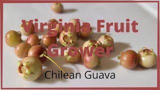 Chilean guava, Ugni molinae unboxing and taste test