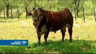 Farmers who fled Zimbabwe consider going back