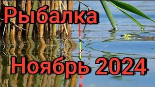 Рыбалка на поплавок 17 ноября 2024 г. на лесной реке!Эти дикие рыбины топят поплавок на дно!