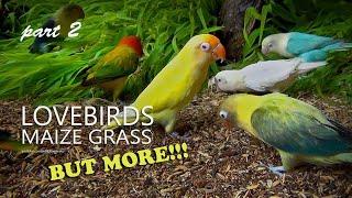 Lovebirds and Maize Grass ... But More!!! ... Part 2