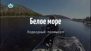 Подводный мир Белого моря от компании "Дары Белого моря"