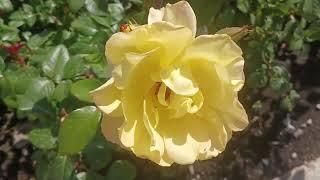 ROSES dream, Yellow  РОЗЫ Желтые, мечта РОЗОВЫЕ  ВСЕ