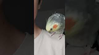 Посиделки с Мтлым попугаем Корелла Марком | Попугай кайфует на плече