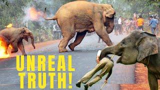 KILLER ELEPHANTS of Sri Lanka Killed 176 Humans Again Last Year! (TOURIST AREA!)