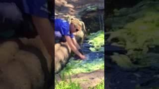 Baby Manatee Gets a Bottle