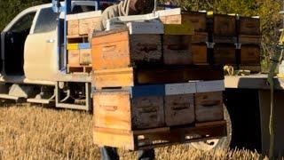 Moving Yards, Measuring Mite Drop Efficacy