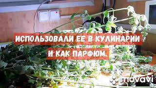 История мяты в Древнем Риме ))) ( Автор: Илья Елисеев )