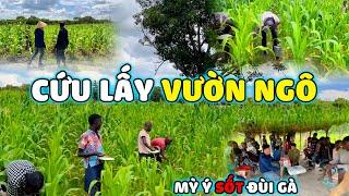 Thế Nhân || Huy Động Toàn Bộ Đội Nông Nghiệp Bón Thúc Đợt 2 Cho Cánh Đồng Ngô Lớn Nhất Bản Làng